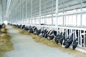 10000 head dairy farm