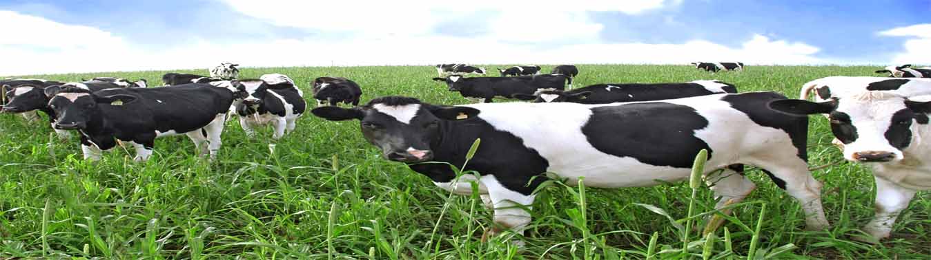 milk production in sri lanka | Pelwatte